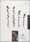 Foto von Salix myrsinifolia Salisb.